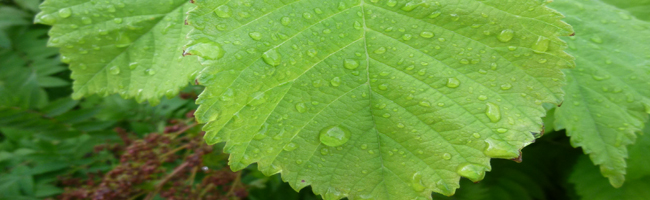 Ideias para se tornar mais “verde”